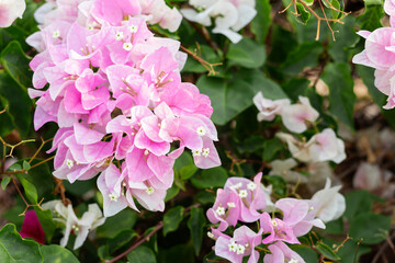 Canvas Print - Pink bougainvillea flower on blurred background