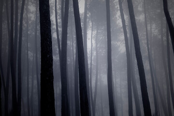 Poster - Foggy forest at dusk