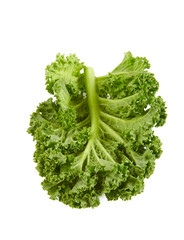 Poster - fresh kale isolated on white background