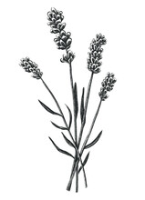 Vector Hand Drawn Lavender Flowers, Isolated On White Background.