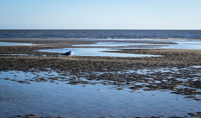 Seagull walking on the beach