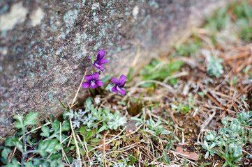 Wall Mural - Violet flower seen in the park.
