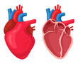 Human heart. Anatomical muscular human pumps blood organ, cutaway internal organ with circulatory system. Heart symbol vector illustration set