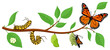 Butterfly life cycle. Cartoon caterpillar insects metamorphosis, eggs, larva, pupa, imago stages vector illustration. Insects wildlife transformation