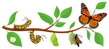 Butterfly Life Cycle. Cartoon Caterpillar Insects Metamorphosis, Eggs, Larva, Pupa, Imago Stages Vector Illustration. Insects Wildlife Transformation