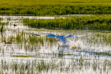 Sticker - Mute Swan taking off from the lake with lots of water splash