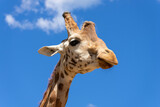 Fototapeta Zwierzęta - A close up of a giraffe in front of some green trees and blue sky. With space for text.