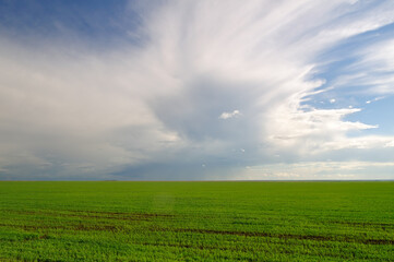 Wheaten field