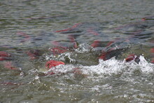 Sockeye Salmon In Their Spawning Stream Near The Copper River, Alaska, And Fighting To Find A Mate And Spawn With Their Back Out Of The Water And Big Splashes As Seen From The Richardson Viewing Area