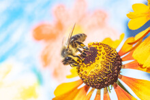 A Honey Bee Collecting Pollen In A Flower. A Bee Working On A Garden With Painted Flowers On Background.