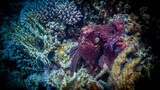 Fototapeta Do akwarium - Octopus in search of prey