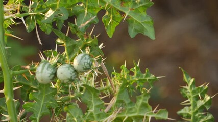 Sticker - Vertical view of desert plant with spines and green fruits