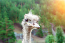 Close-up On The Head Of A Large Wild Ostrich Bird With Large Eyes, A Sharp Beak And Looks Like A Terrible Creature.