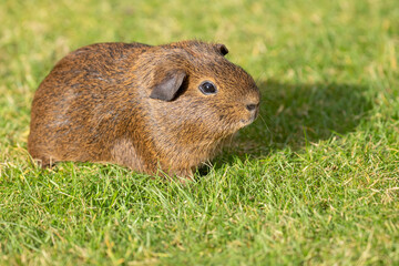 Canvas Print - cute guinea pig