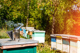 Fototapeta Paryż - Smoker standing on a bee hive. Wooden box of bee apiary. Organic honey.