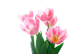Fototapeta Tulipany - Beautiful pink tulip flowers over white, soft focus. Spring blooming background