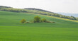 Maifeld bei Ochtendung im Frühjahr, Rheinland-Pfalz