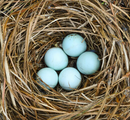 Five pale blue Eastern bluebird eggs in nest of made of pine straw