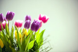 Fototapeta Kwiaty - Bunte Tulpen im Frühling