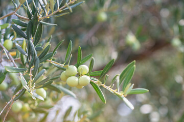 Wall Mural - Olive trees growing in Sicilian garden. Branches with ripe fruits, Mediterranean olive grove