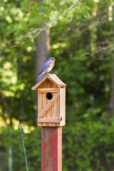 Wall Mural - Male Eastern bluebird keeping watch as female is inside birdbox shaping their nest with pine needles. Portrait orientation