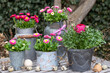 Frühlings-Gartendekoration mit pink Maßliebchen und Ranunkel in vintage Töpfen