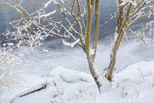 Thin Tree With Multiple Trunks With Branches In Fluffy White Snow On The Bank Against The Background Of A Blue River. Winter