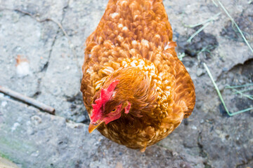 Poster - Closeup shot of a hen in the garden