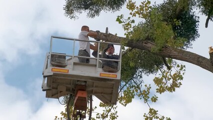 Poster - Two male service workers cutting down big tree branches with chainsaw from high chair lift platform.