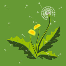 Dandelion - White And Yellow Flowers On A Green Background