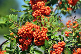 Fototapeta Boho - Berries ripen on a branch of rowan (Sorbus aucuparia)