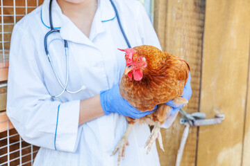 Wall Mural - Veterinarian with stethoscope holding and examining chicken on ranch background. Hen in vet hands for check up in natural eco farm. Animal care and ecological farming concept.