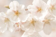 © Milou Dirks - Macro photo of beautiful white cherry blossom in spring in sunlight