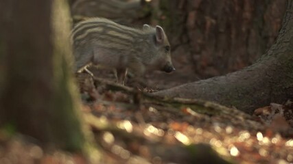 Wall Mural - closeup young wild boar sus scrofa calm piggy walking in dark woods. wildlife tranquil scene of anim