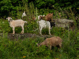 Wall Mural - goats on a field