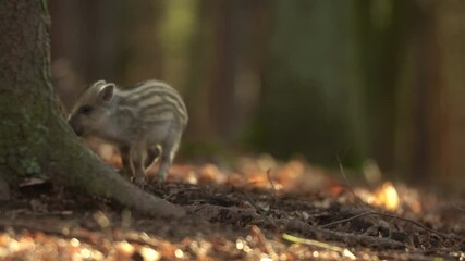 Wall Mural - closeup young wild boar sus scrofa calm piggy walking in dark woods. wildlife tranquil scene of anim