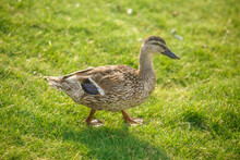 Duck Grazing On Green Grass Close-up.