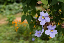 Thunbergia Laurifolia, Laurel Clockvine, Violet Flowers For Phrases Or Backgrounds