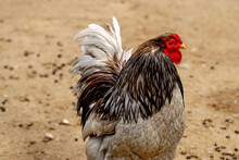Selective Focus Shot Of A Rooster On The Farm