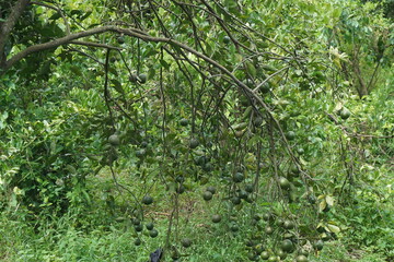 Green orange hanging on the tree with a natural background