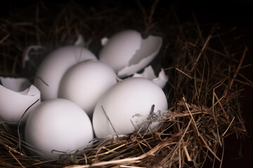 Wall Mural - Closeup raw white brown organic fresh eggs shell with yolk from happy chicken hen free range farm on nature hatch grass straw nest healthy protein food symbol of spring season birth easter festival 