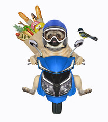 Wall Mural - A dog pug in a blue motorcycle helmet with a paper bag of food is riding a motorbike. White background. Isolated.