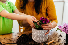 Little Helper Assists Mother While Planting Flowers At Home