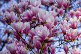Fototapeta Łazienka - pink magnolia 