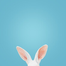 White Rabbit Ears On A Light Blue Background With Copy Space. Easter Minimalism.