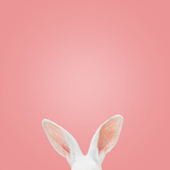 Wall Mural - White rabbit ears on a light pink background with copy space. Easter minimalism.