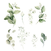 Watercolor Floral Set. Hand Painted Illustration Of Forest Herbs, Greenery, Baby Breath. Green Leaves, Gypsophila Isolated On White Background. Botanical Illustration For Design, Print