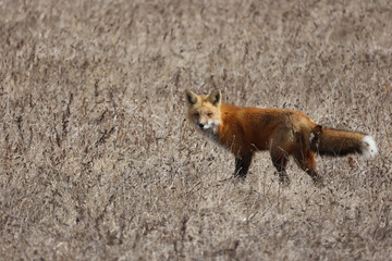 Wall Mural - Red fox crossing field in early spring looking for food on overcast day