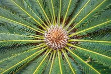 Closeup View Of Flower Of Female Sago Palm