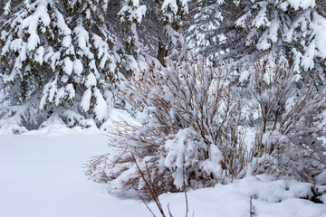 Wall Mural - Full frame abstract texture view of heavy deep snow accumulated on the branches of trees and shrubs following a winter blizzard
